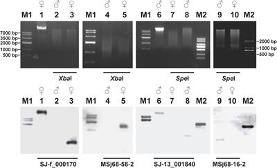 Discerning the Putative U and V Chromosomes of Saccharina japonica (Phaeophyta) by Cytogenetic Mapping of Sex-Linked Molecular Markers